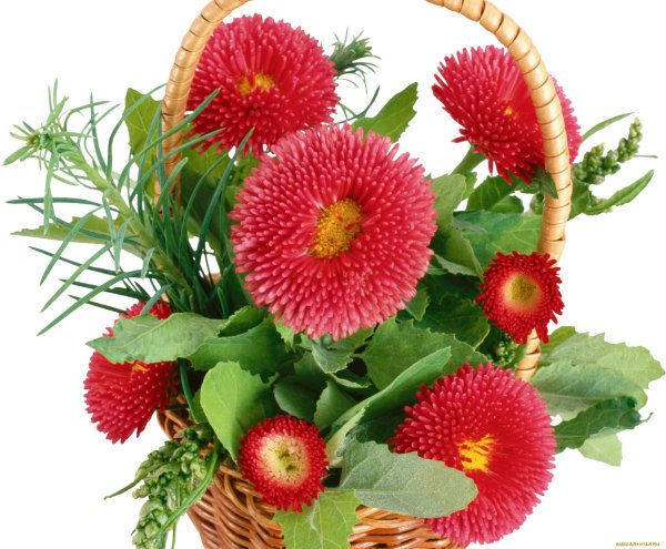 Маргаритка на белом фоне