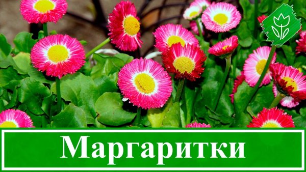 Маргаритка надпись