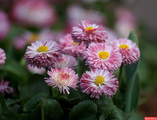 Маргаритка Этна