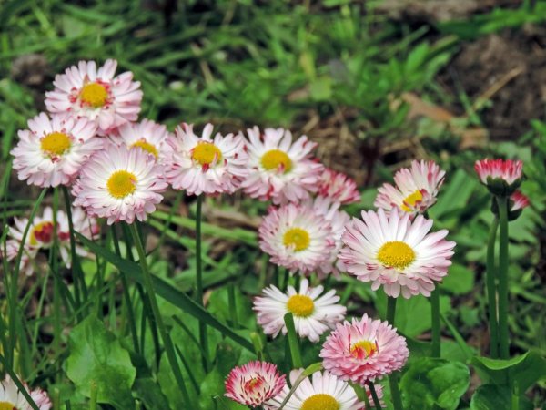 Маргаритки цветы букет