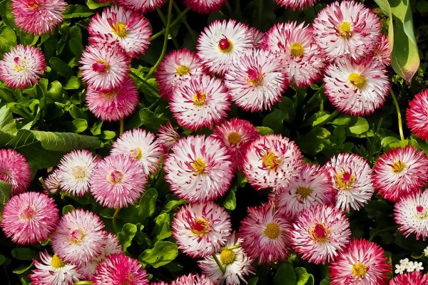 Полевые цветы маргаритки