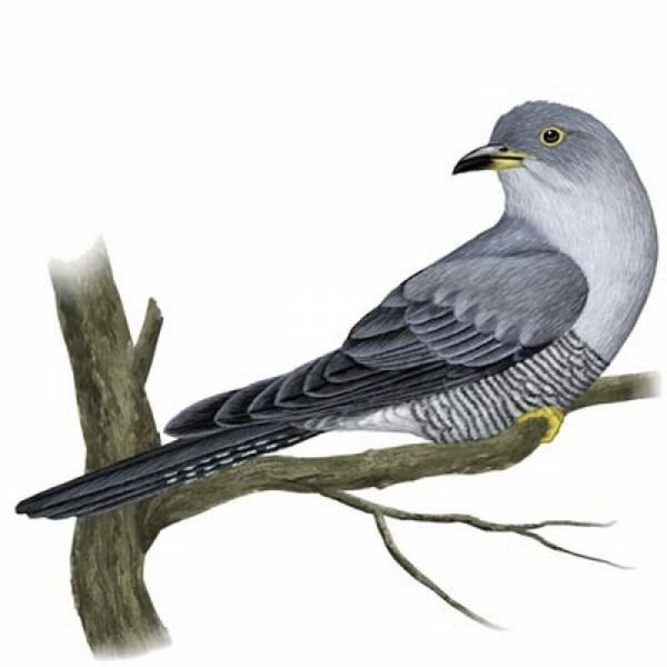 Благинина Кукушка