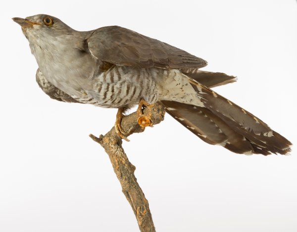 Кукушка для детей