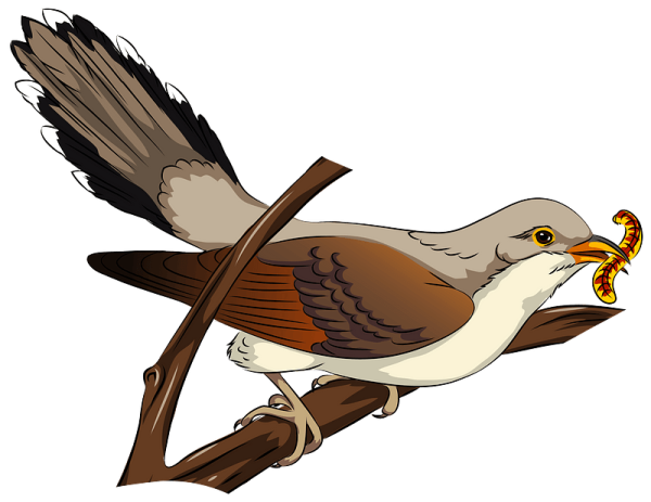 Кукушка клипарт