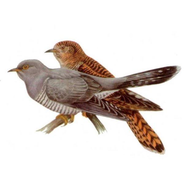 Кукушка самец и самка