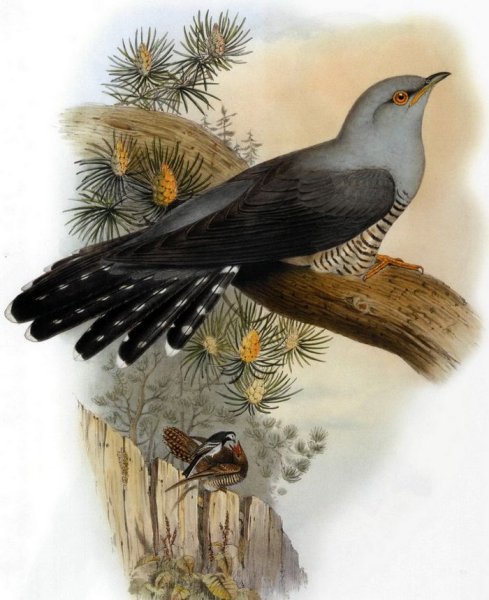 Кукушка Кукушечка. Птица