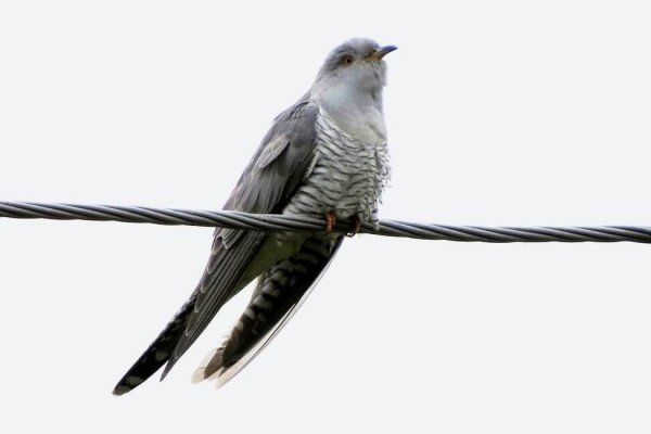 Кукушка обыкновенная на белом фоне