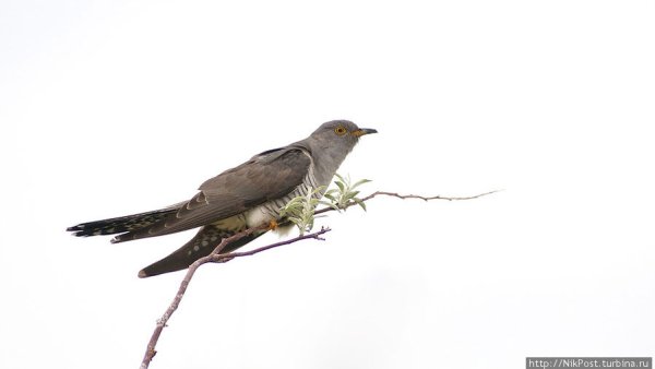 Кукушка на белом фоне