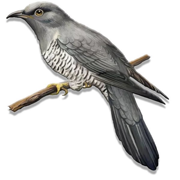 Кукушка на белом фоне