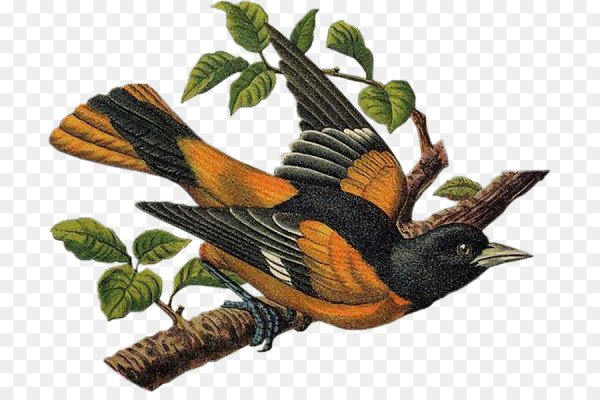 Лесные птицы клипарт