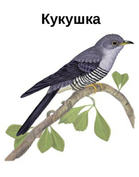 Кукушка для детей