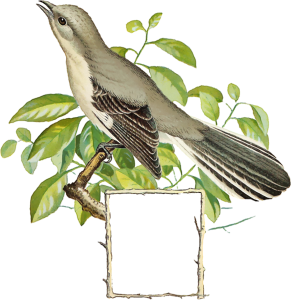 Соловей на прозрачном фоне