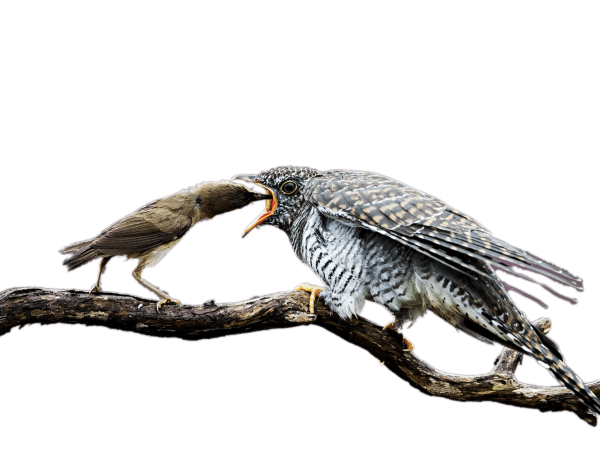 Кукушка на белом фоне