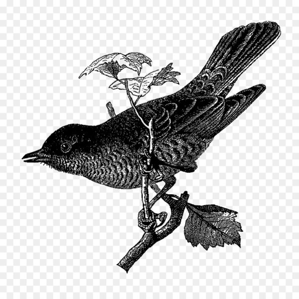 Кукушка птица