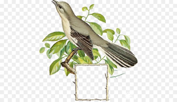 Соловей клипарт на прозрачном фоне