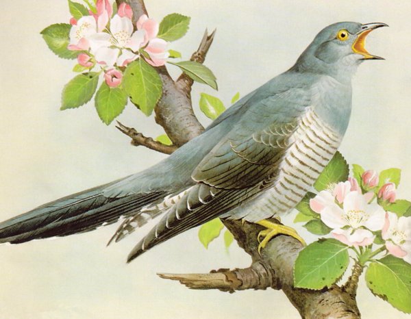 Базиль Эде художник птицы Кукушка