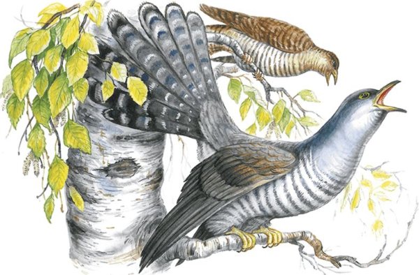 Скребицкий Лесной голосок