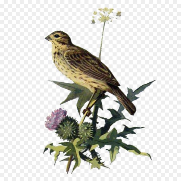 Кукушка на белом фоне