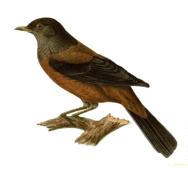 Turdus Serranus