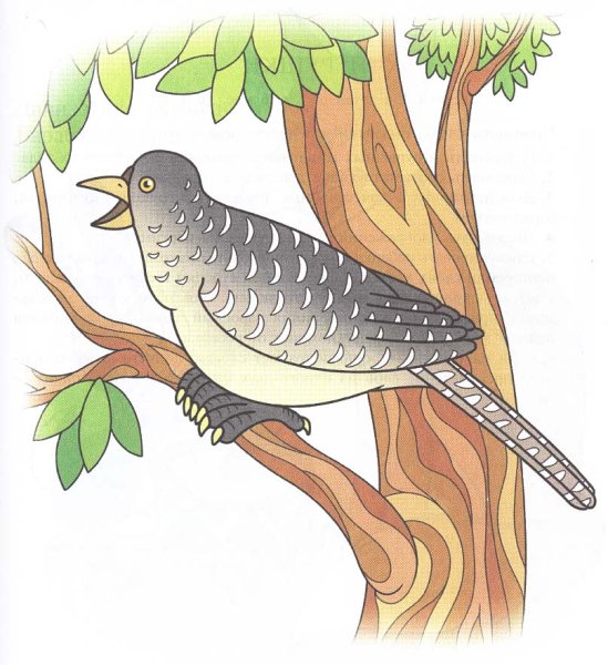 Кукушка для детей