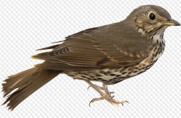 Дрозд без фона