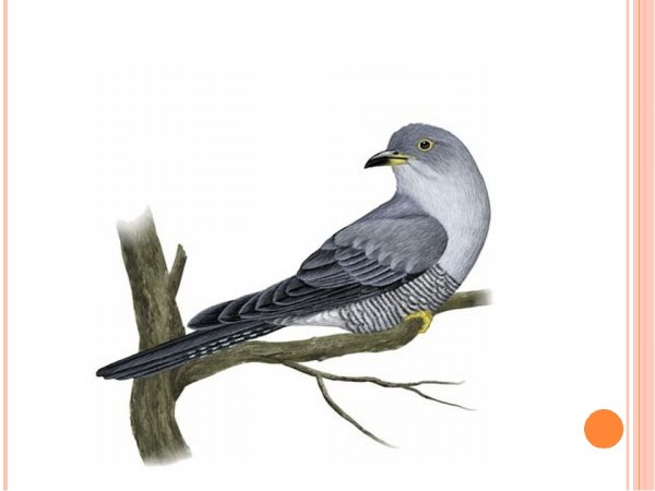 Кукушка кукует