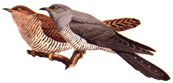 Кукушка на белом фоне