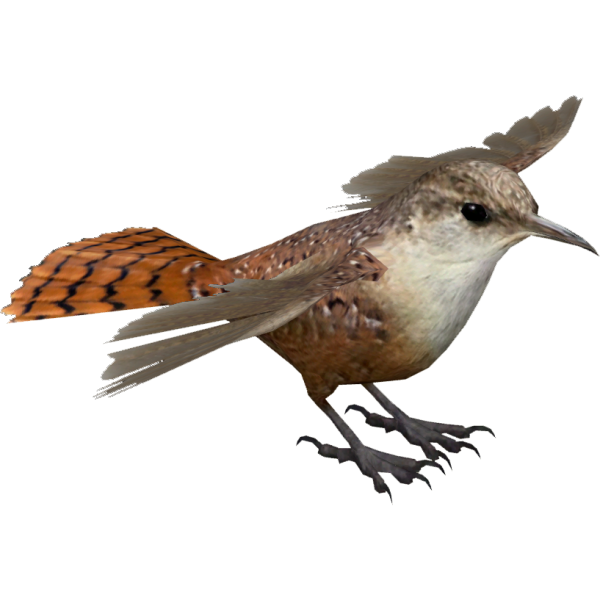 Кукушка без фона