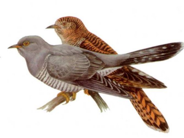 Кукушка Перелетная