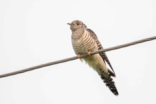 Кукушка на белом фоне