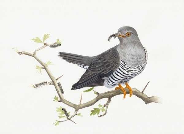 Кукушонок на белом фоне