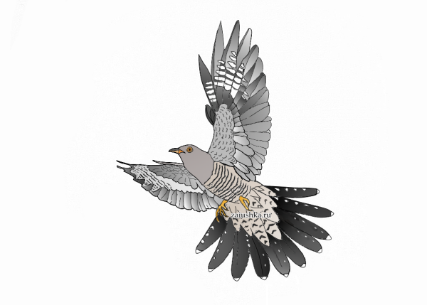Кукушка рисунок
