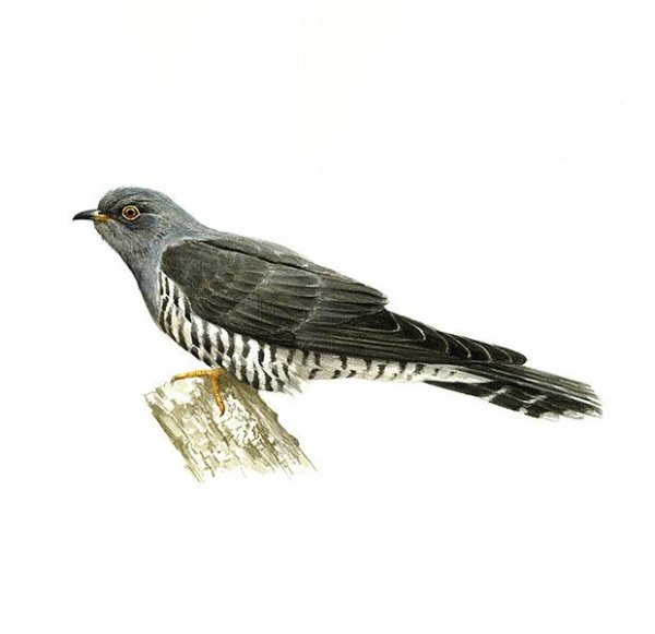 Кукушка Перелетная птица