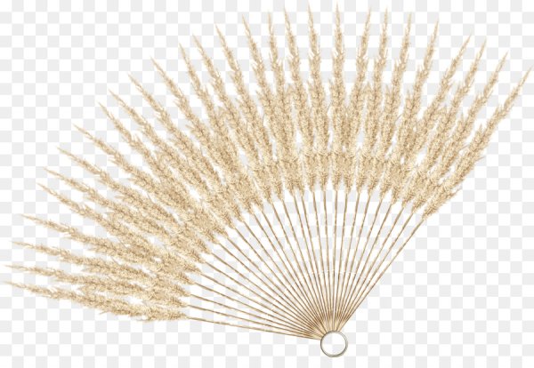 Раскрытый веер