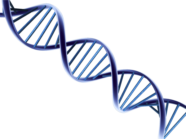 Молекула ДНК