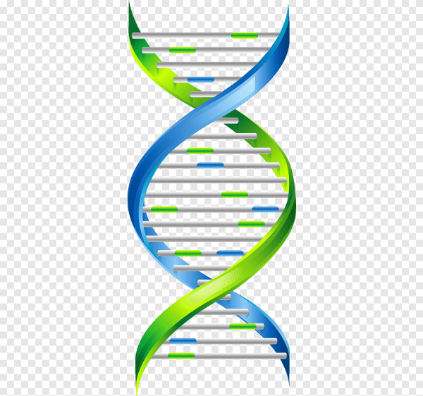 ДНК на белом фоне