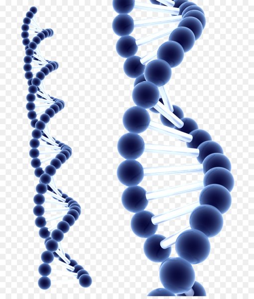 ДНК биохимия