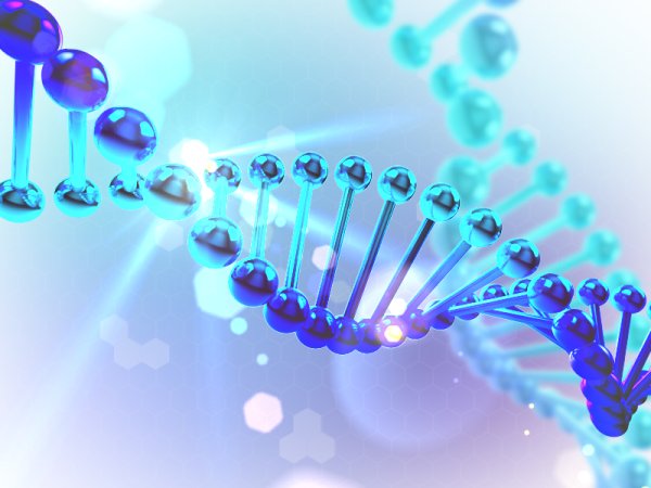 Спасибо за внимание ДНК