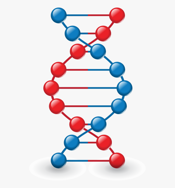 Модель ДНК PNG