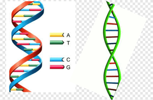 Нуклеиновые кислоты двойная спираль