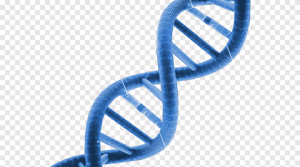 ДНК на прозрачном фоне