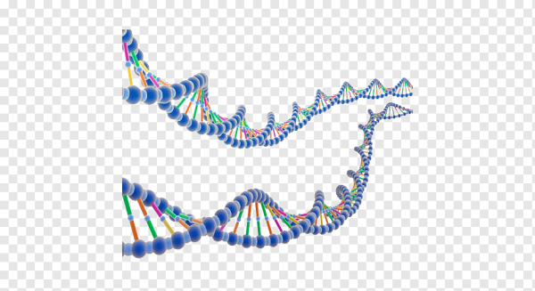 Цепочка ДНК