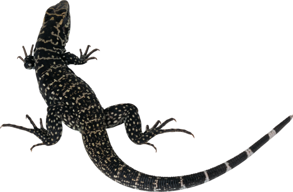 Ящерки мультяшные