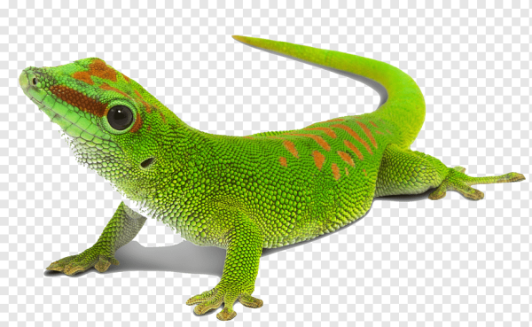 Игуана для детей