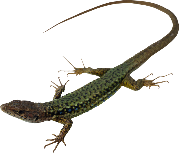 Ящерица мультяшный
