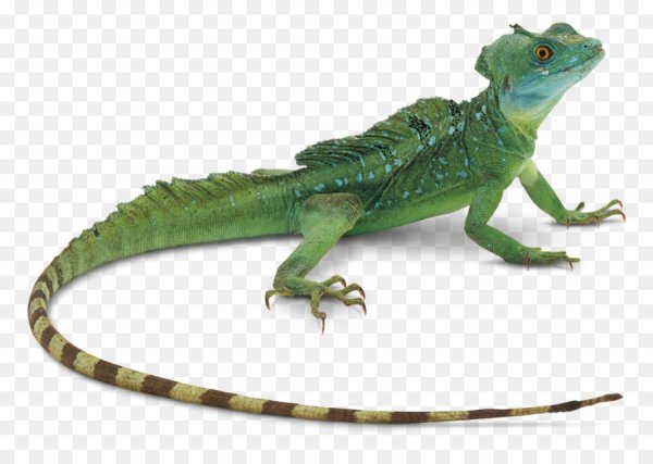 Lizard рисунок для детей