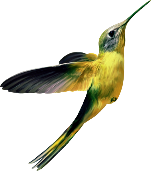 Экзотические птицы на белом фоне