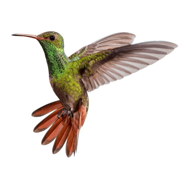 Птица на белом фоне