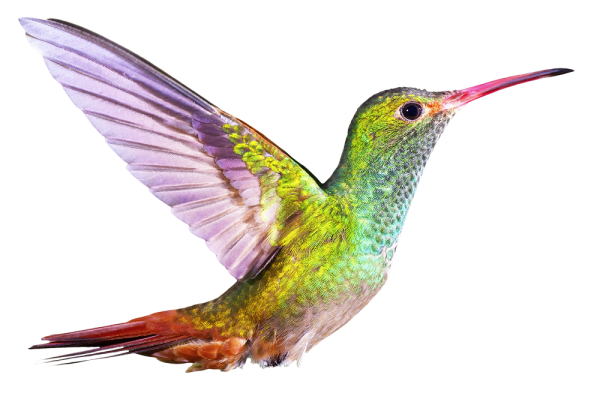 Колибри мультяшная