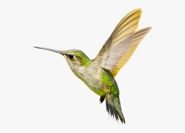 Колибри на прозрачном фоне